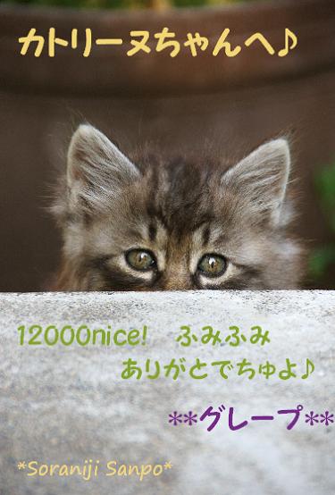 12000niceカード（fromそらまめ△）.jpg