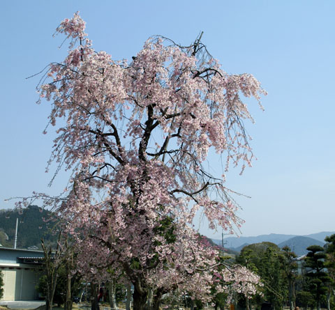 2008しだれ桜.jpg