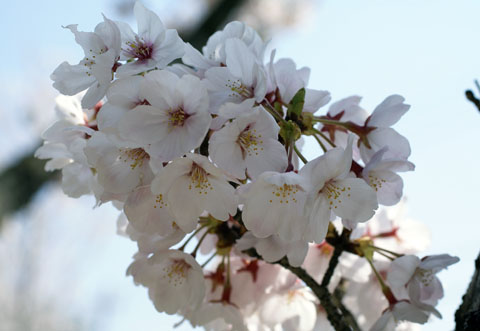 2008桜.jpg