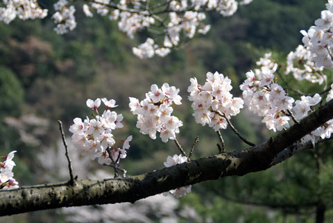 2008桜2.jpg