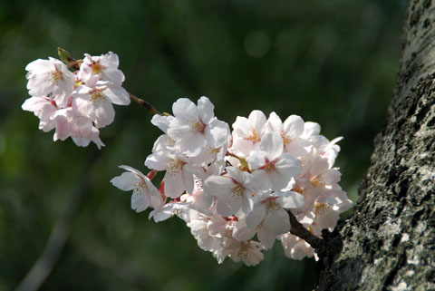 2008桜3.jpg