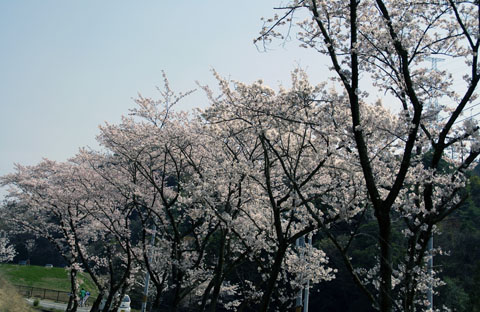 2008桜5.jpg