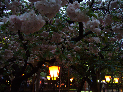 2009通り抜け（夜桜）.jpg