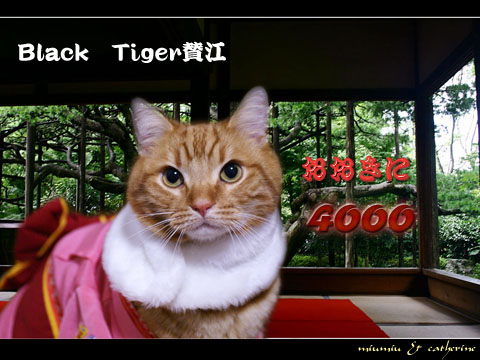 4000nice card(to Black Tiger-san).jpg