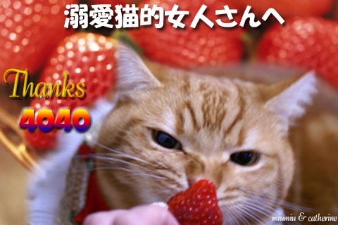4040nice card(to溺愛猫的女人△).jpg