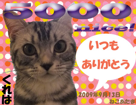 5000nice card(from ayafk-san).jpg