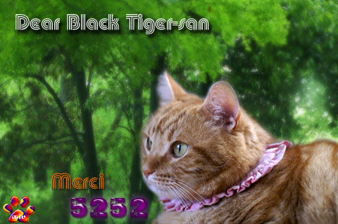5252nice card(to Black Tiger-san).jpg