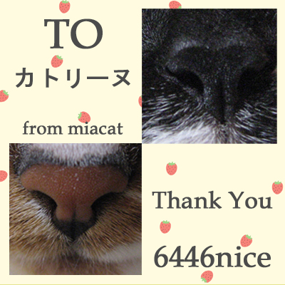 6446nice card(from miacat-san).jpg