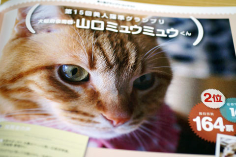 美人猫準グランプリ.jpg