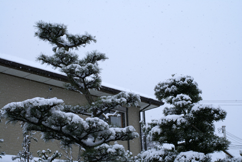 雪景色20110211-1.jpg
