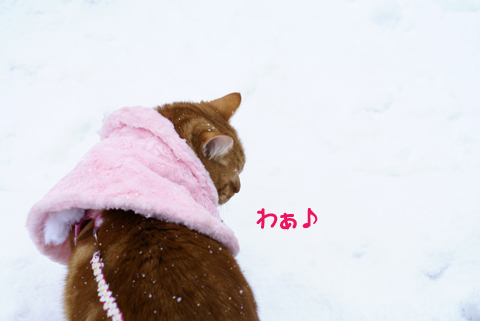 雪景色とミュウ2011-9.jpg