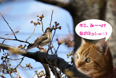 高知（桜＆鳥＆ミュらん）.jpg